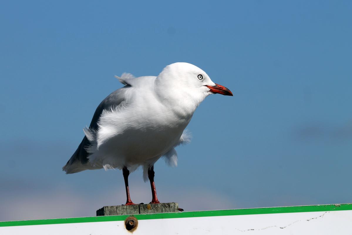 Red-billed Gull (Red-billed Gull), Esplanade, Kaikōura, Canterbury, New Zealand, 2014-03-14 Red-billed Gull (Red-billed Gull)